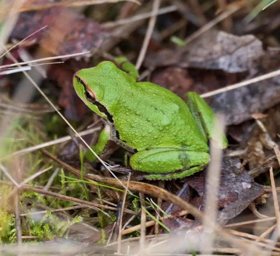 A small, bright green frog sits among brown leaves and dry grass, its skin textured and eyes alert. Overlaid text reads 'i'm…