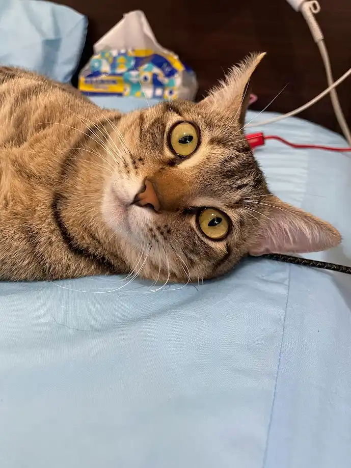 Another classic cat moment