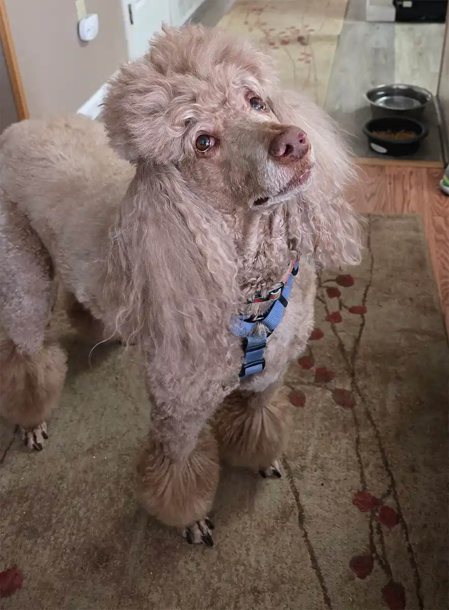 A light brown poodle with curly fur stands on a patterned rug indoors, looking upward with a sad, pleading expression. It…