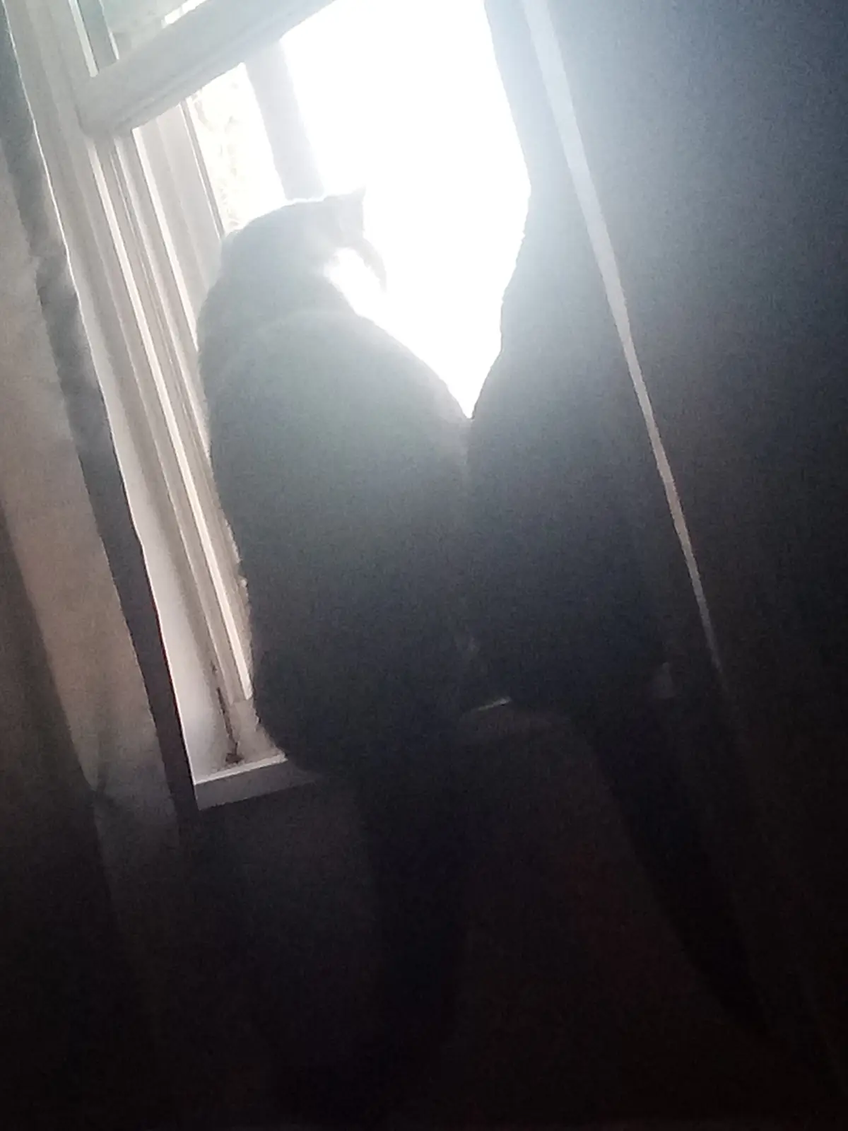 A silhouette of a cat sitting on a windowsill, backlit by bright sunlight streaming through the window, creating a glowing…