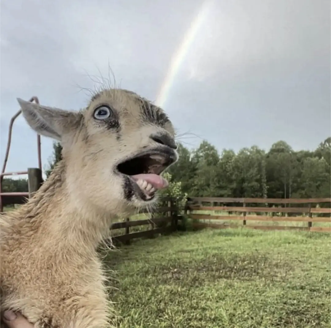 A close-up photo of a young goat with wide, expressive eyes and its mouth open in an exaggerated expression, as if screaming…
