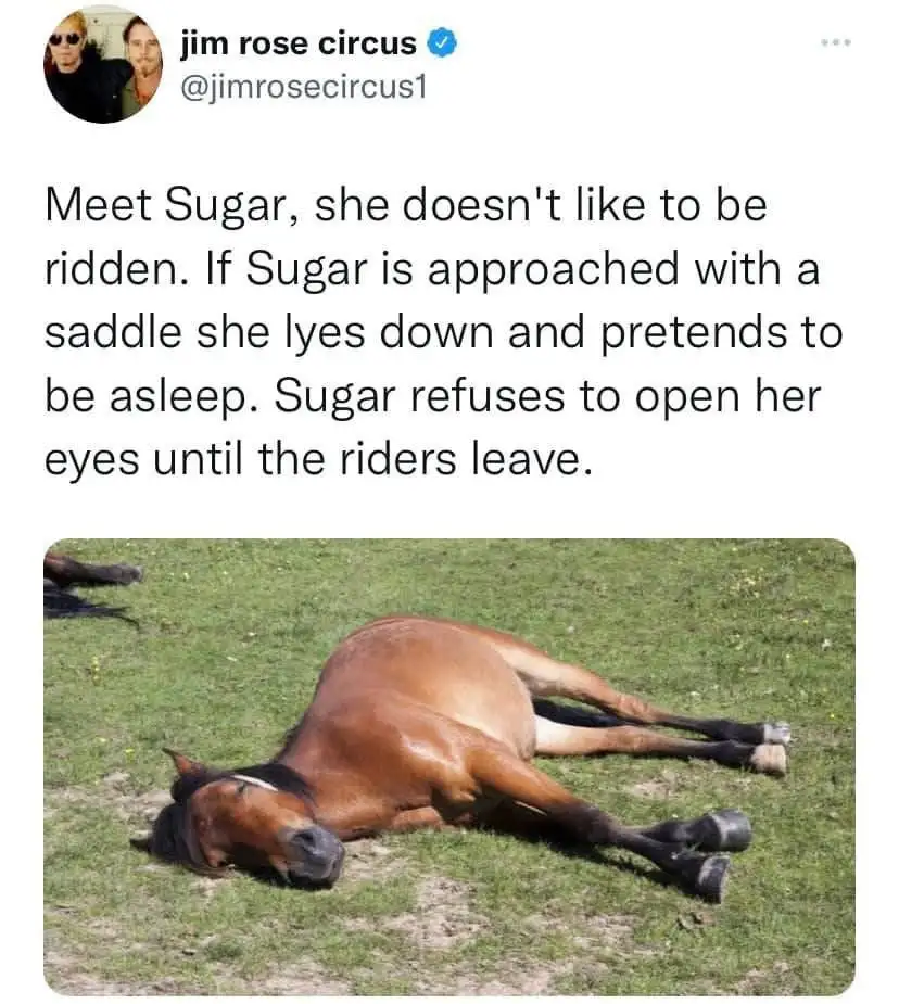 A brown horse named Sugar is lying on its side in a grassy field, appearing to be asleep with its eyes closed. The overlaid…