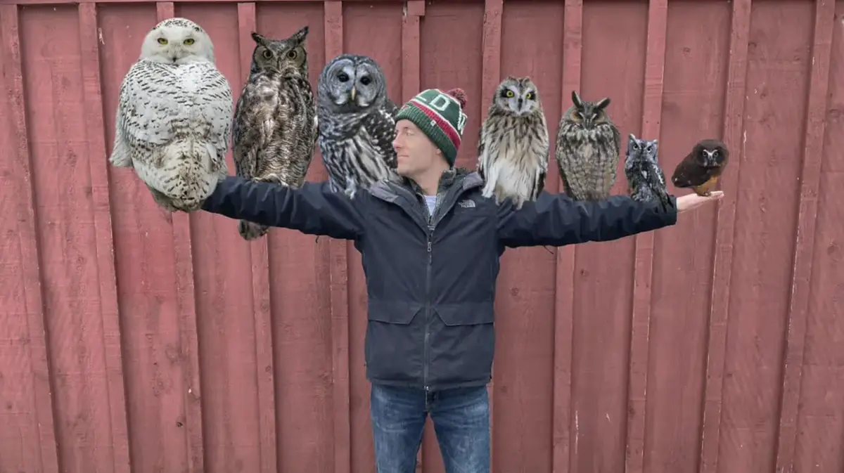 Meet the Wise Owl!