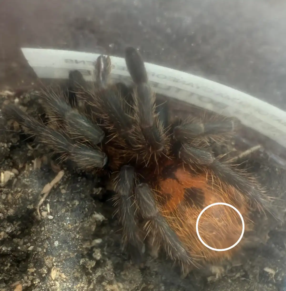 A close-up photo shows a large, hairy tarantula inside a transparent container, resting on dark soil. A white circle…