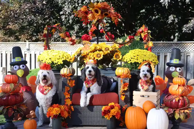 Three fluffy dogs named Bean, Charlie, and Bubbles are dressed in autumn-themed bandanas and hats, posing on a patio couch…