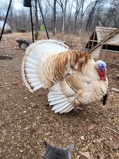 A large turkey with a fanned-out tail and colorful head stands on wood chip ground, facing a grey cat whose back and ears…