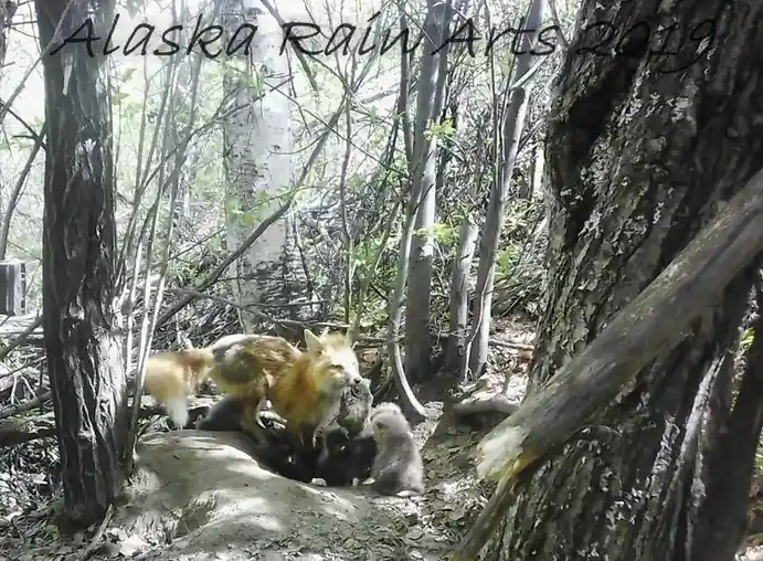 A red fox is seen in a forest clearing with several small, fluffy gray kits, appearing to be interacting or playing near a…
