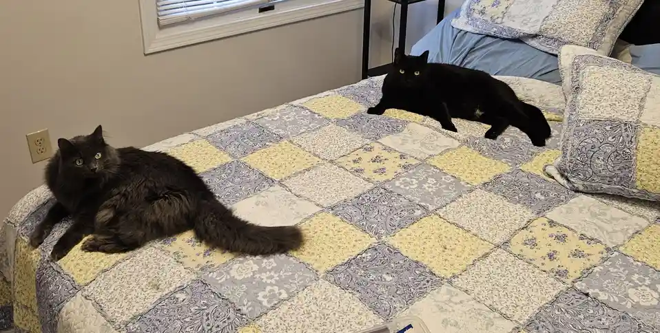 Two cats, one fluffy gray and one sleek black, lie on opposite sides of a patchwork quilted bedspread, both staring intently…