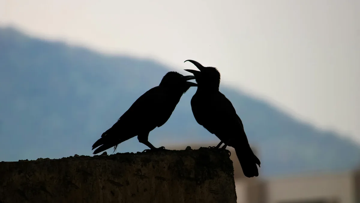 Two ebony silhouettes, stark against the rugged mountain backdrop, the crows' outstretched wings a dark parenthesis on the…
