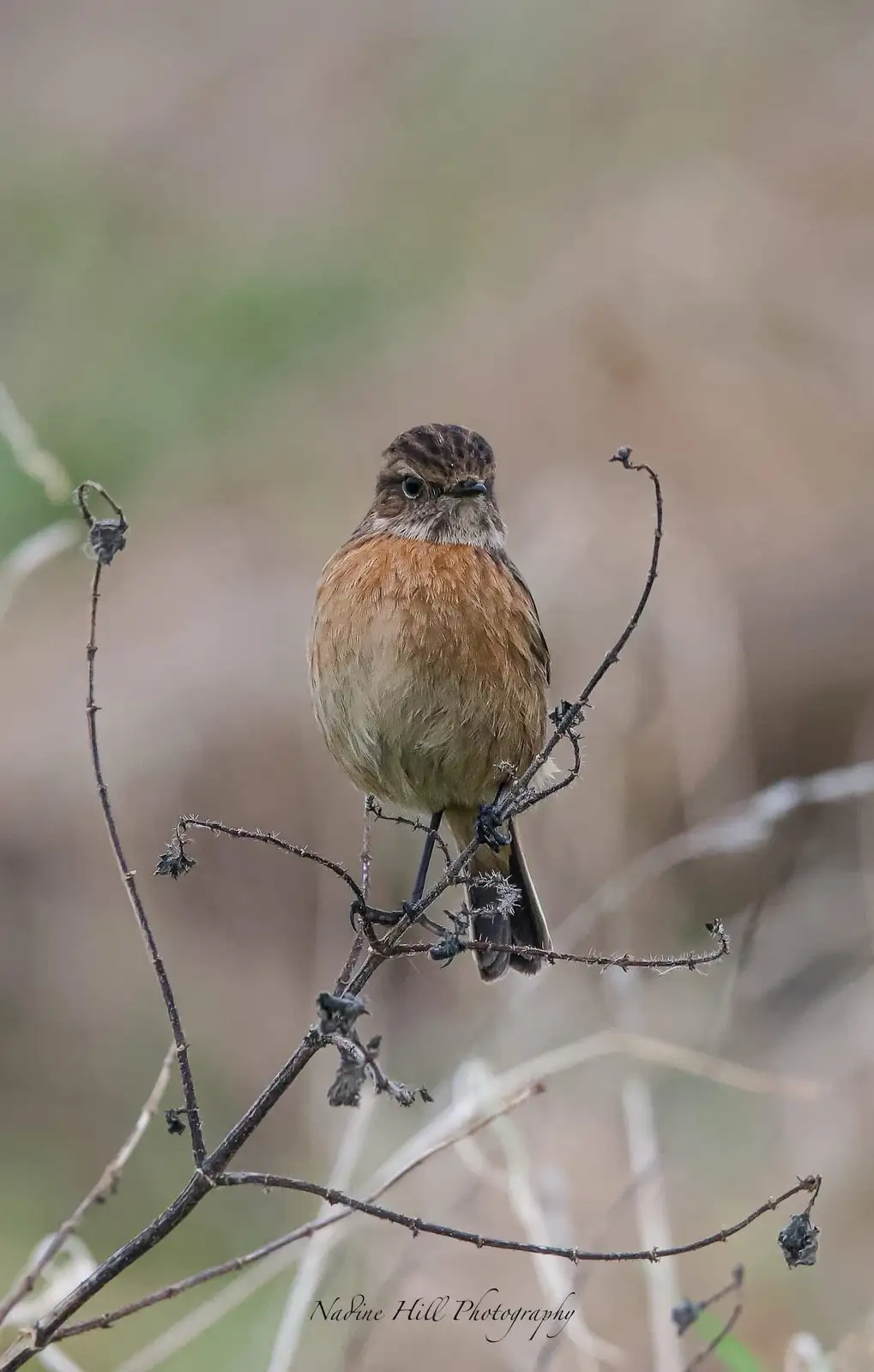 The Charming Stonechat: A Bird with Personality