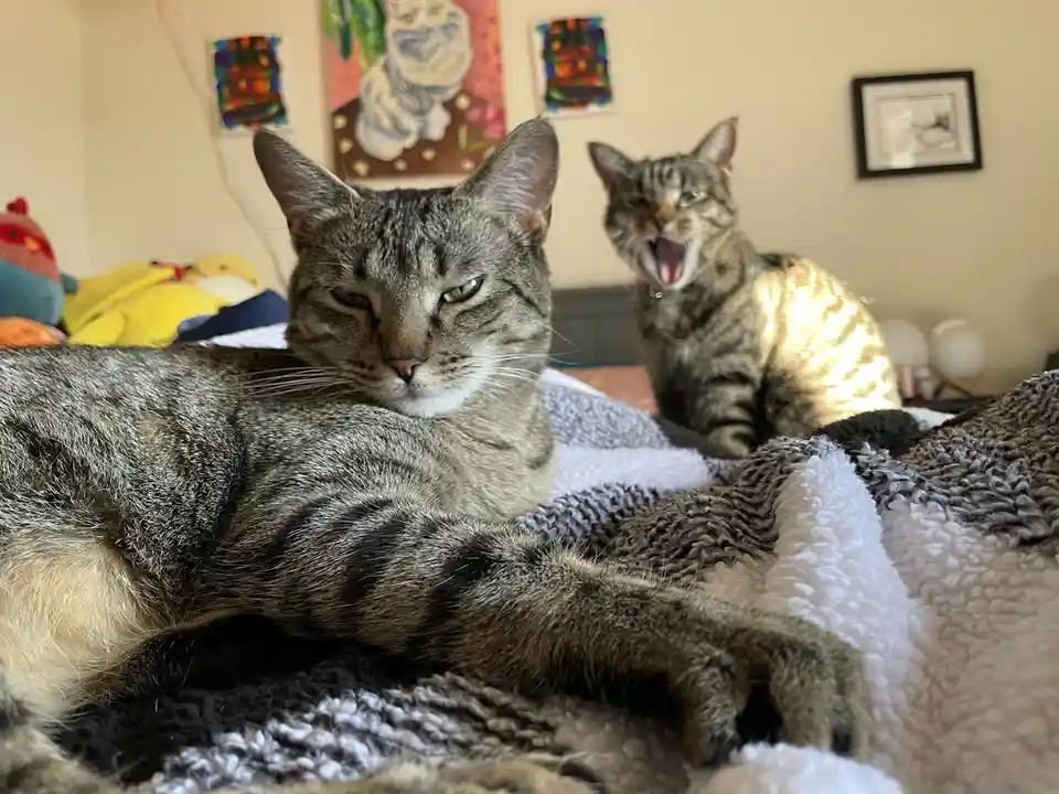 Two tabby cats are on a bed with textured blankets; the foreground cat has a bored, unimpressed expression while the…
