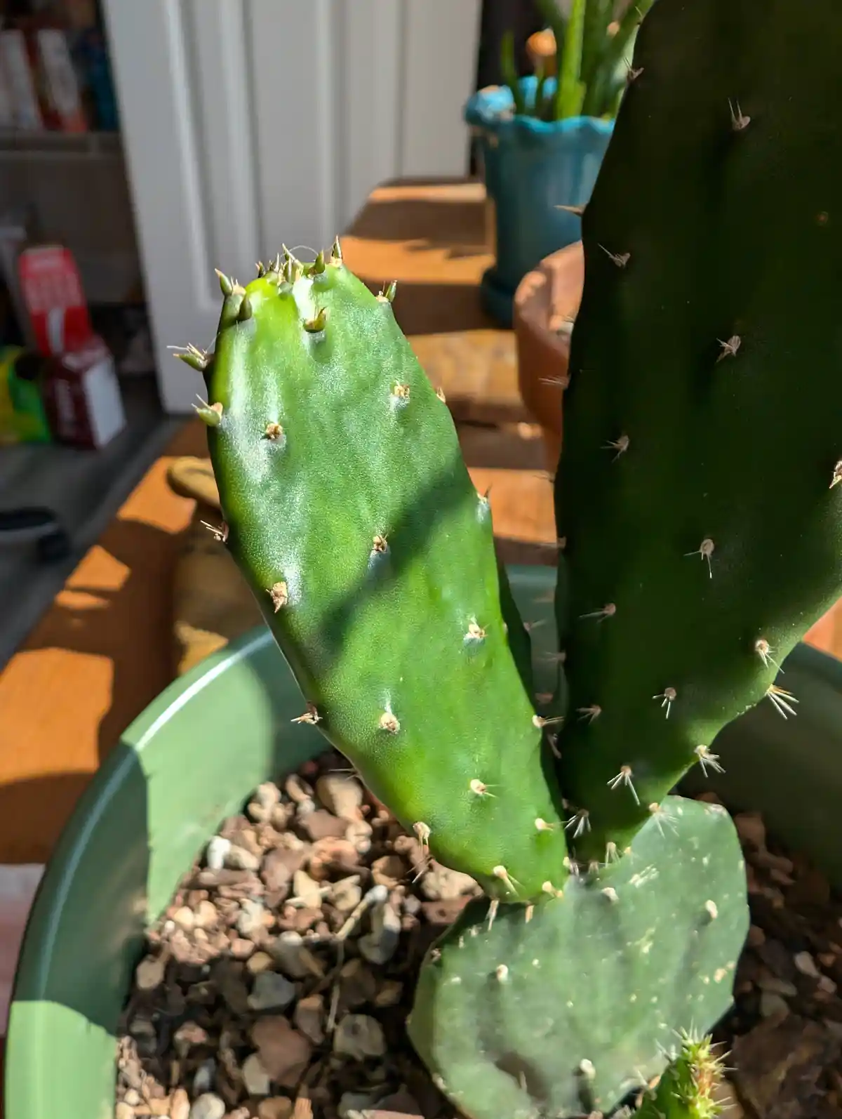 A close-up photo of a green prickly pear cactus in a green pot, with small spines visible on its pads. The overlaid text…