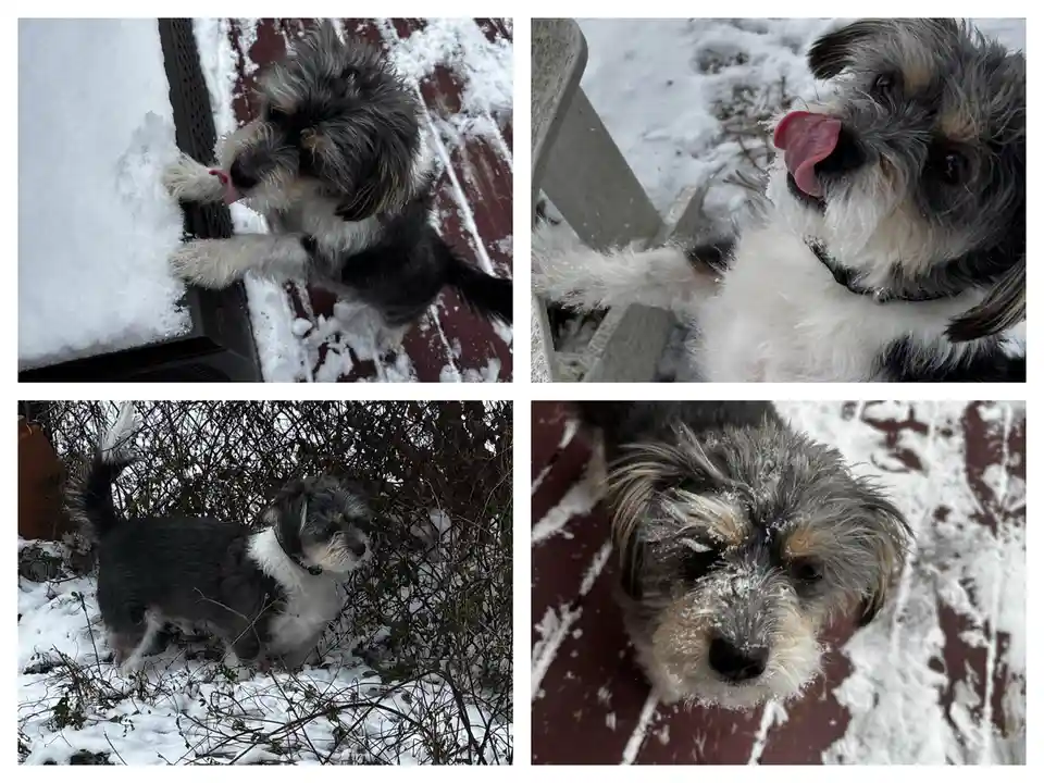 A four-panel collage shows a small, shaggy dog interacting with snow in various ways: licking snow off a surface, sticking…