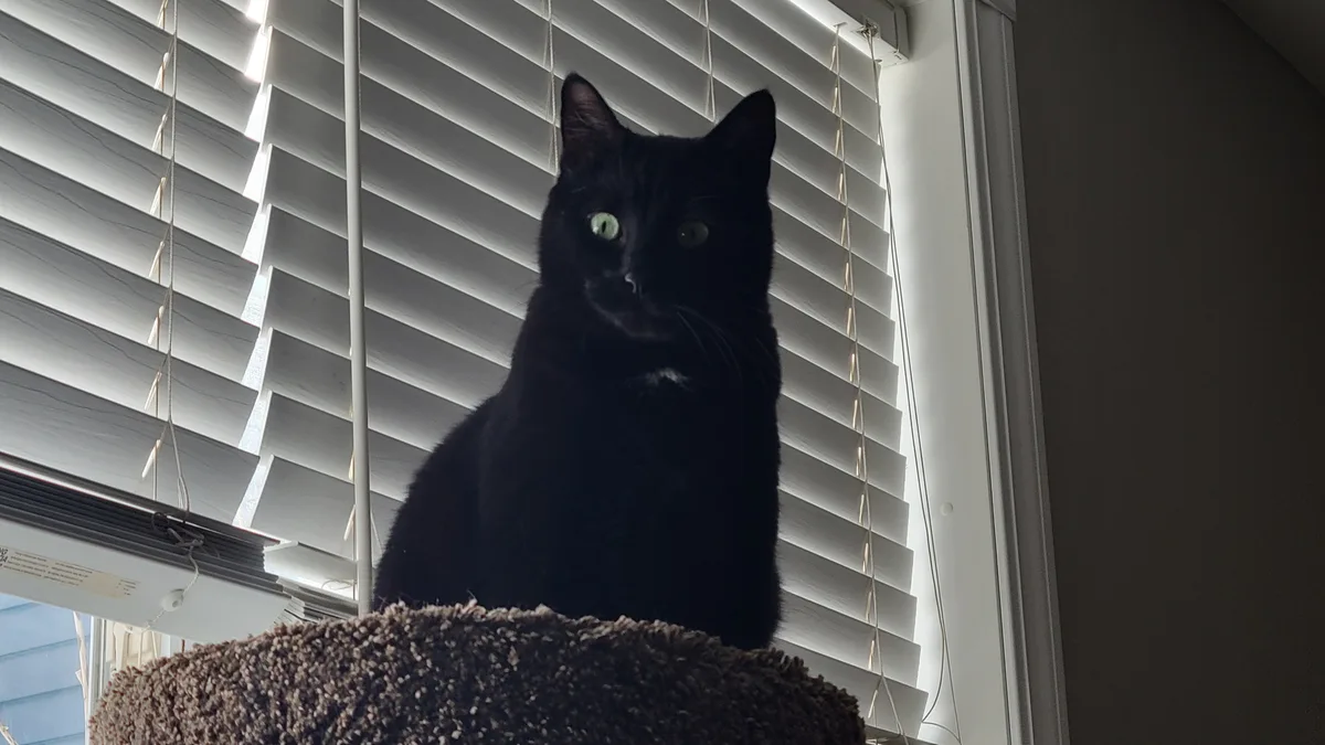 A black cat with green eyes sits atop a brown, textured cat tree, looking directly at the camera with a serious expression…