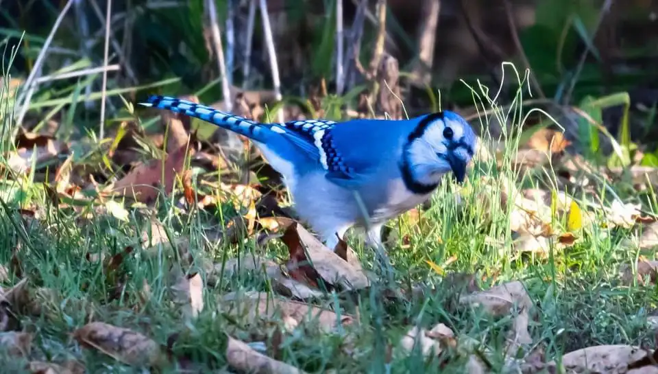 The Charming Bluejay in Nature