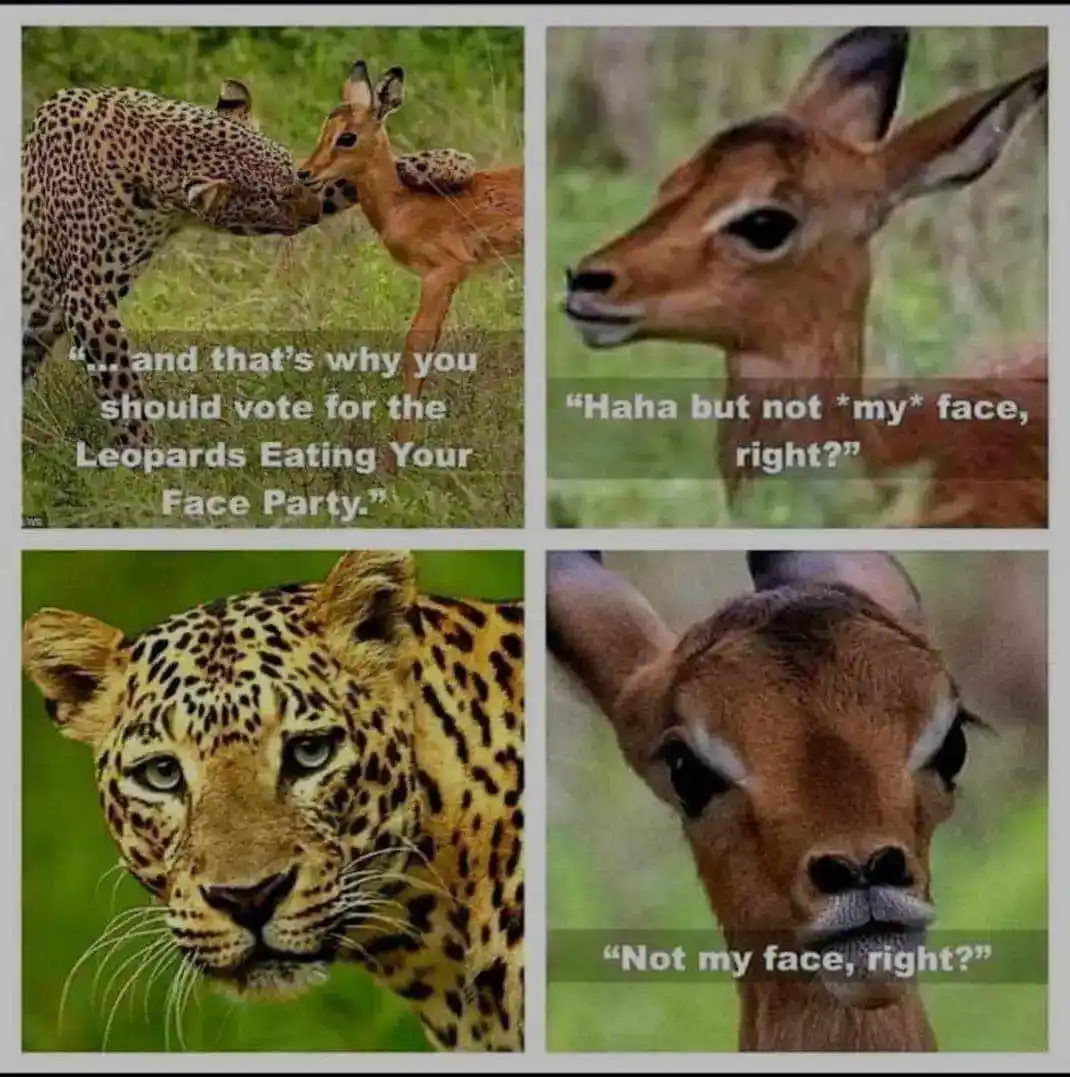 Leopard vs. Face: A Wild Encounter
