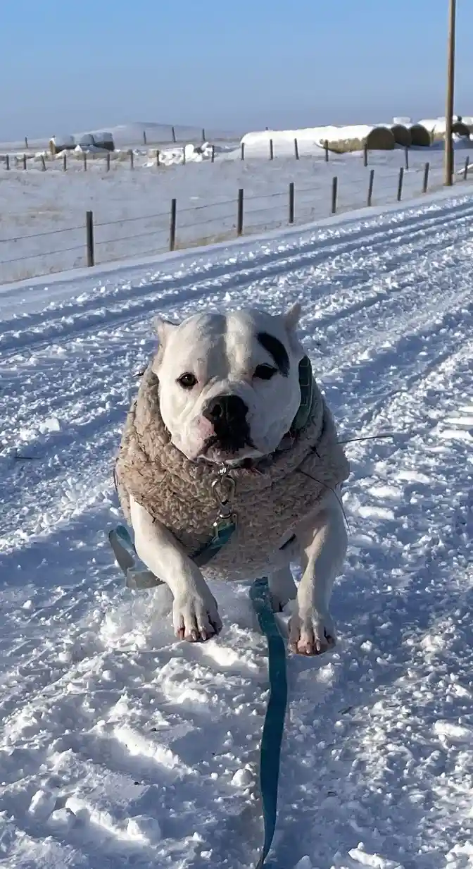 A white dog with a black patch over one eye, wearing a beige fleece sweater and a teal leash, stands in deep snow looking…