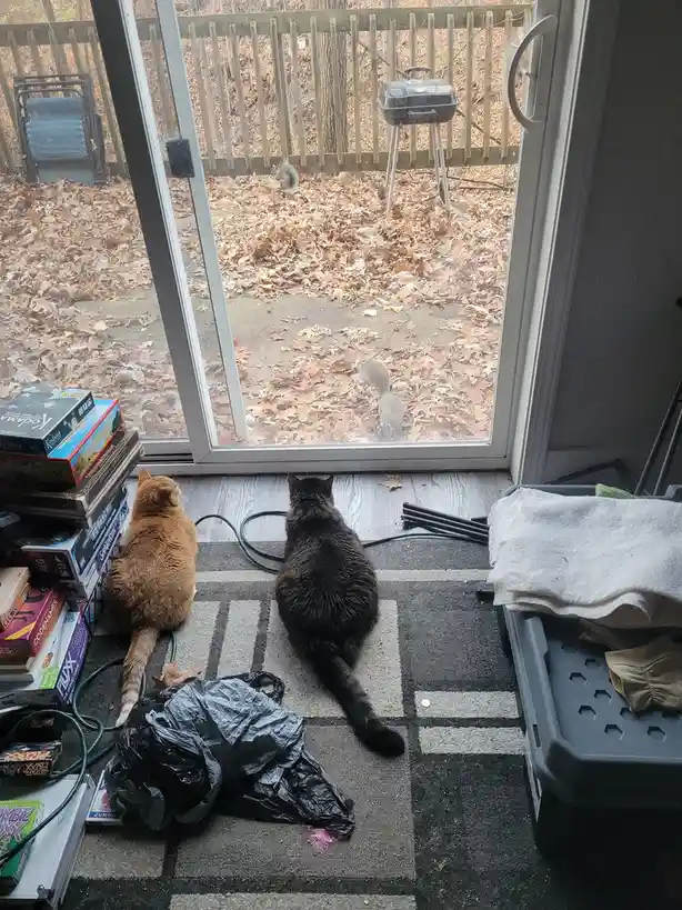 Two cats, one orange and one black, sit side-by-side on a patterned rug indoors, staring intently through a glass door at…