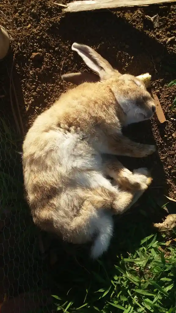 Adorable Bunnies Galore!