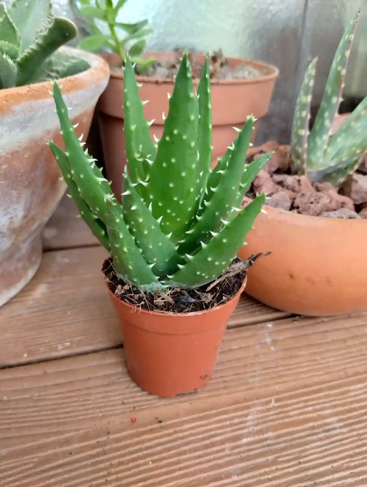 A small, spiky aloe vera plant in a terracotta pot sits on a wooden surface, surrounded by other potted succulents. The…