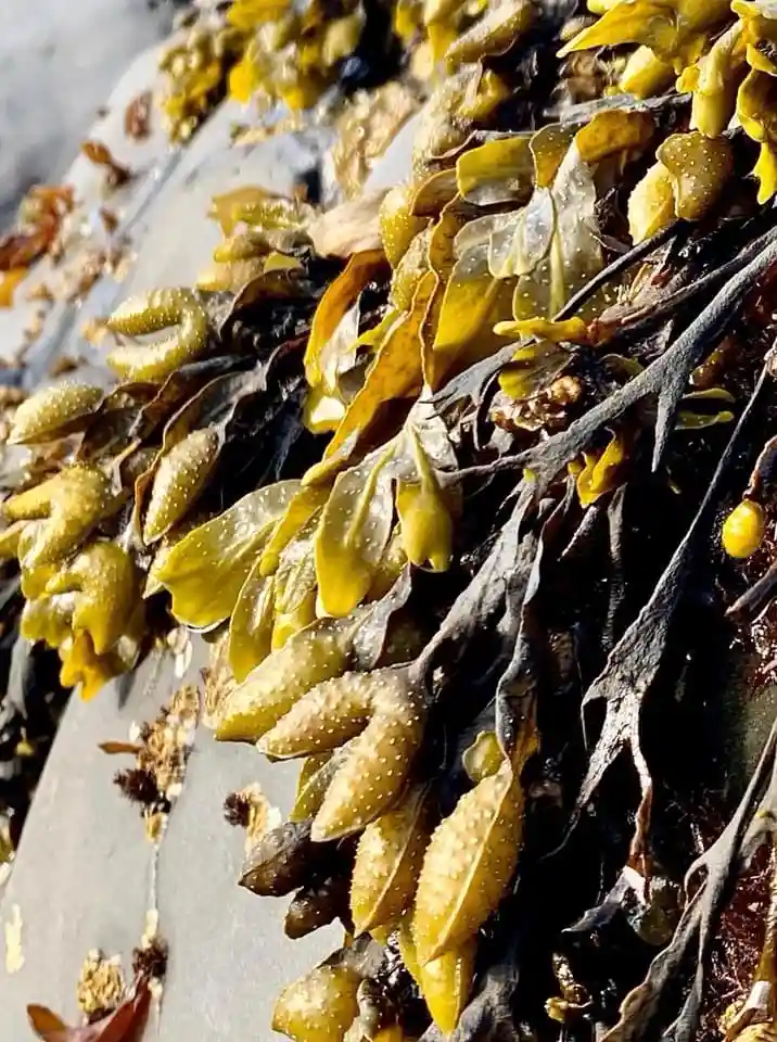 A close-up photo of yellowish-brown seaweed clinging to a wet, gray rock, featuring bulbous, textured fronds and dark…