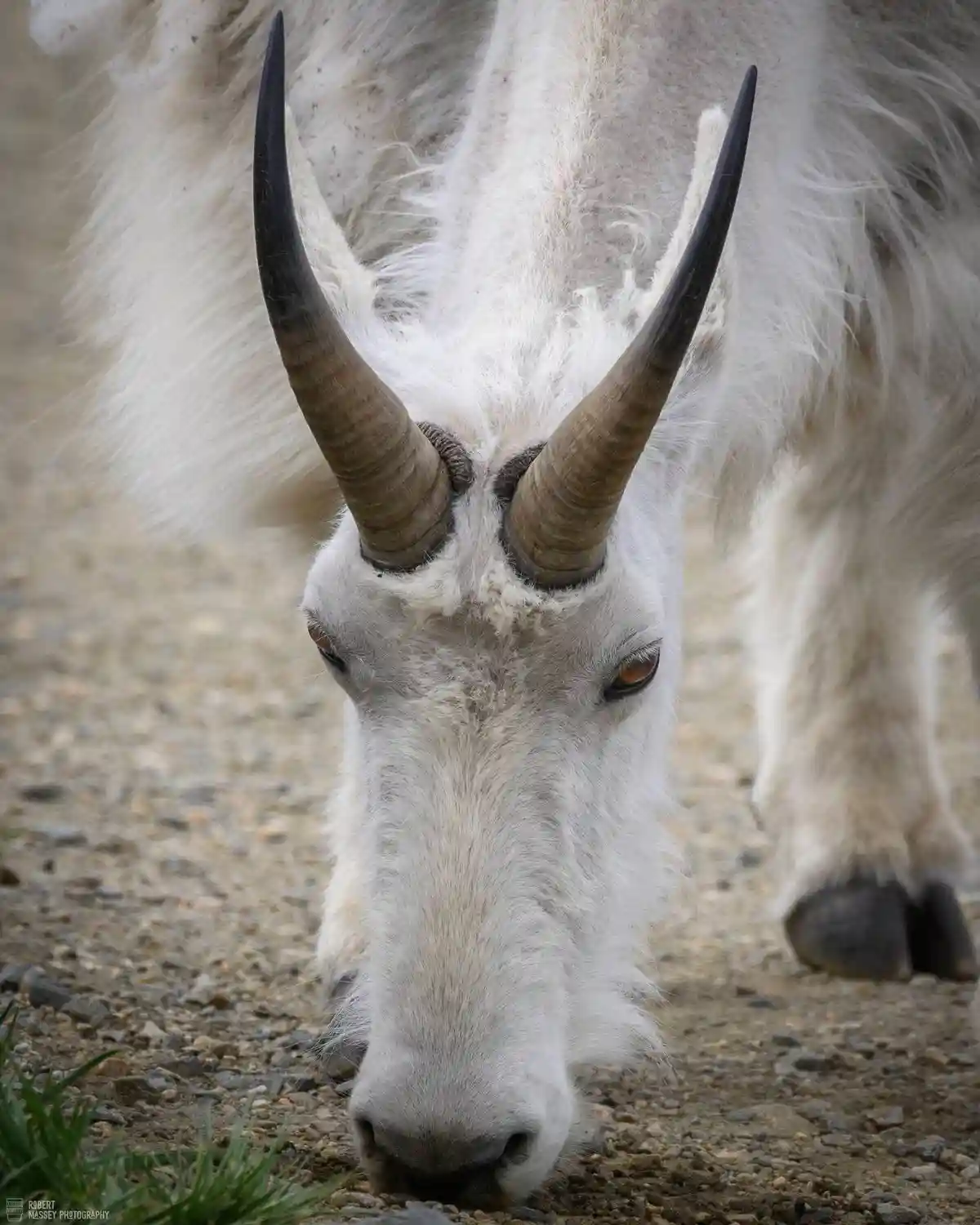 A close-up photograph of a white mountain goat with long, curved, dark horns grazing on gravelly ground. The goat's head is…