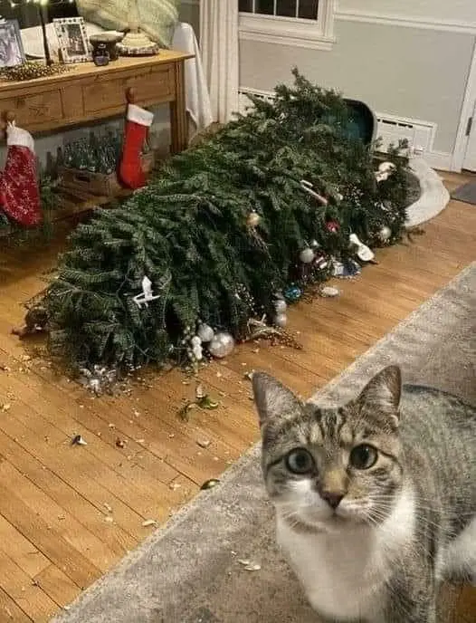 A tabby cat with wide, innocent eyes stares directly at the camera, positioned in the foreground of a living room. Behind…