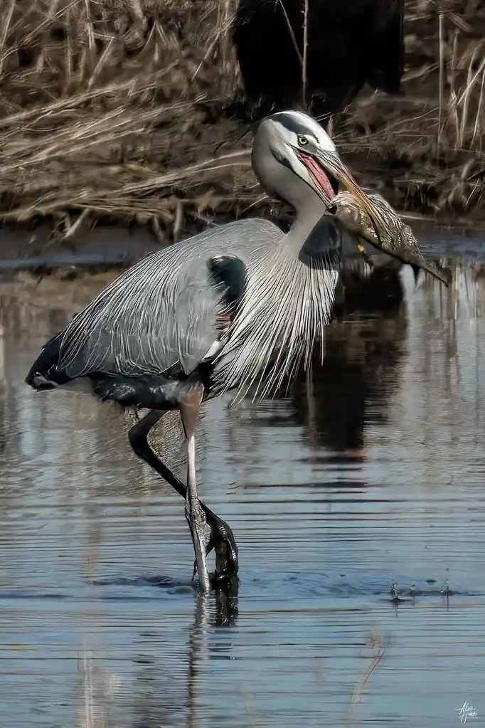 A grey heron stands in shallow water holding a fish in its beak, with another fish visibly stuck to its leg. The overlaid…