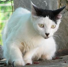 A fluffy white cat with a distinct black patch on its head and ears sits on a wooden surface, looking directly at the camera…