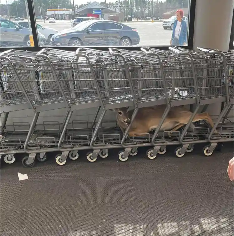 A deer is lying down and peeking out from under a row of stacked shopping carts inside a store, with a parking lot and cars…