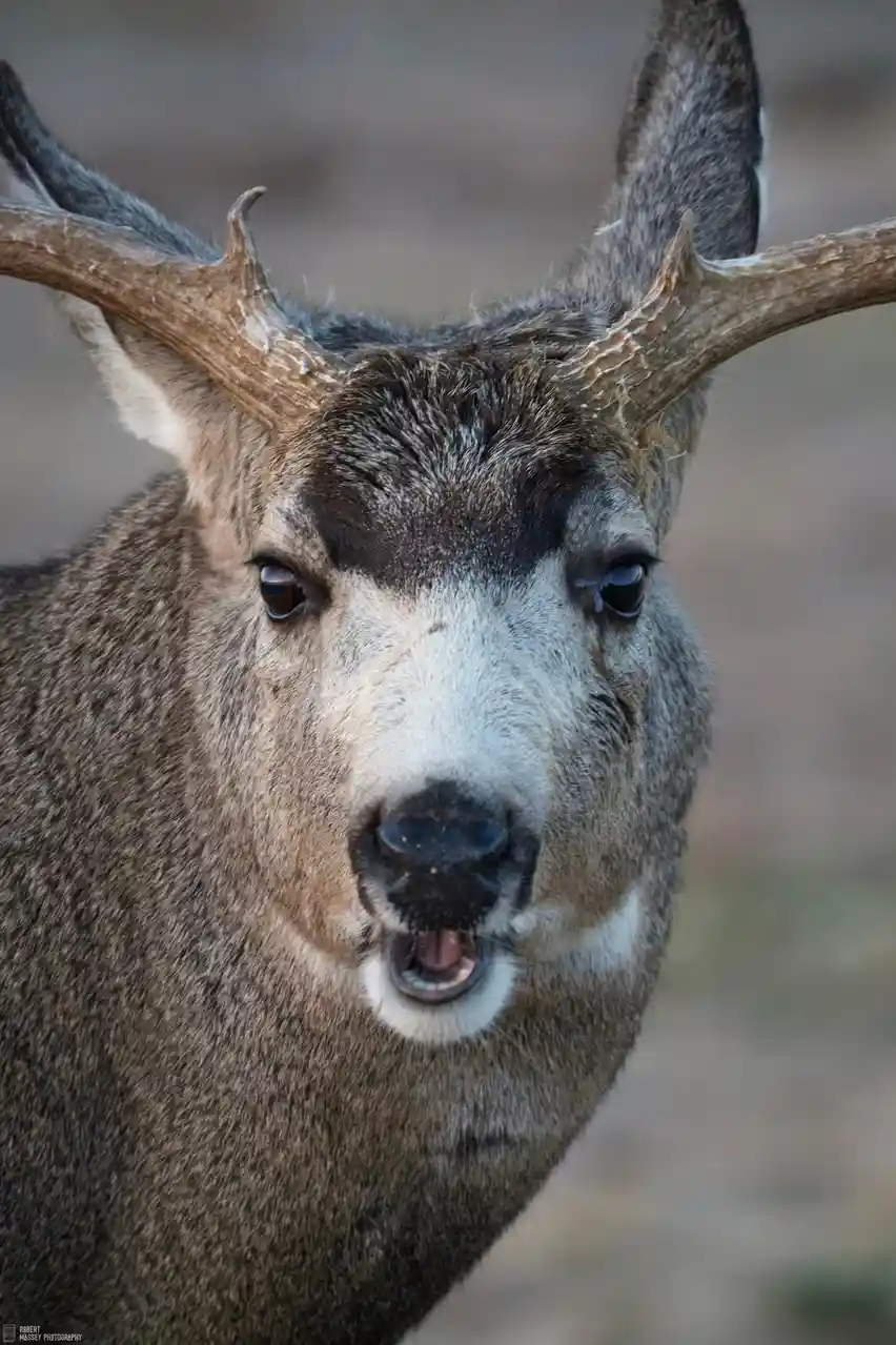 A close-up photograph of a mule deer buck with large antlers, looking directly at the camera with its mouth slightly open…