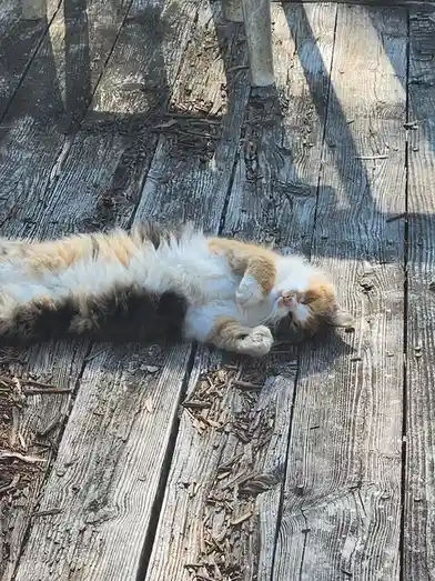 A fluffy calico cat with orange, white, and black fur is lying on its back on a weathered wooden deck, paws up, eyes…
