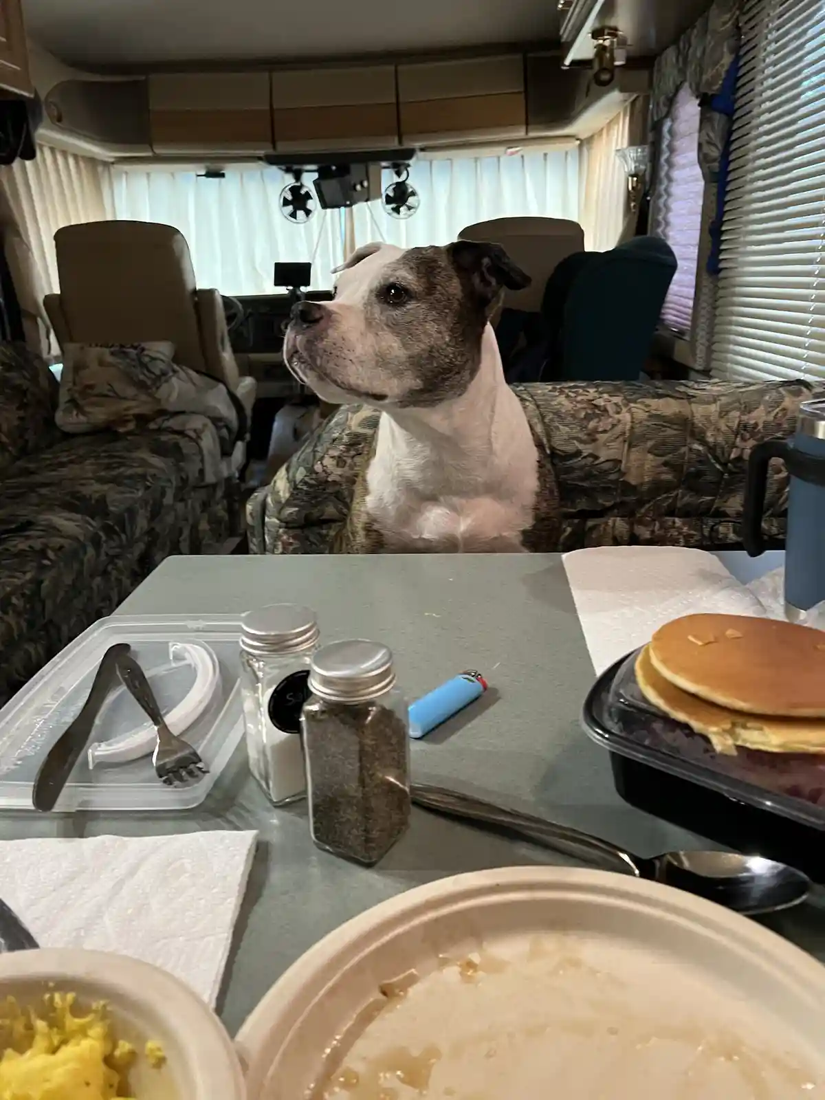 A pit bull dog sits patiently on a camouflage-patterned couch inside an RV, looking upward with a hopeful expression. In…
