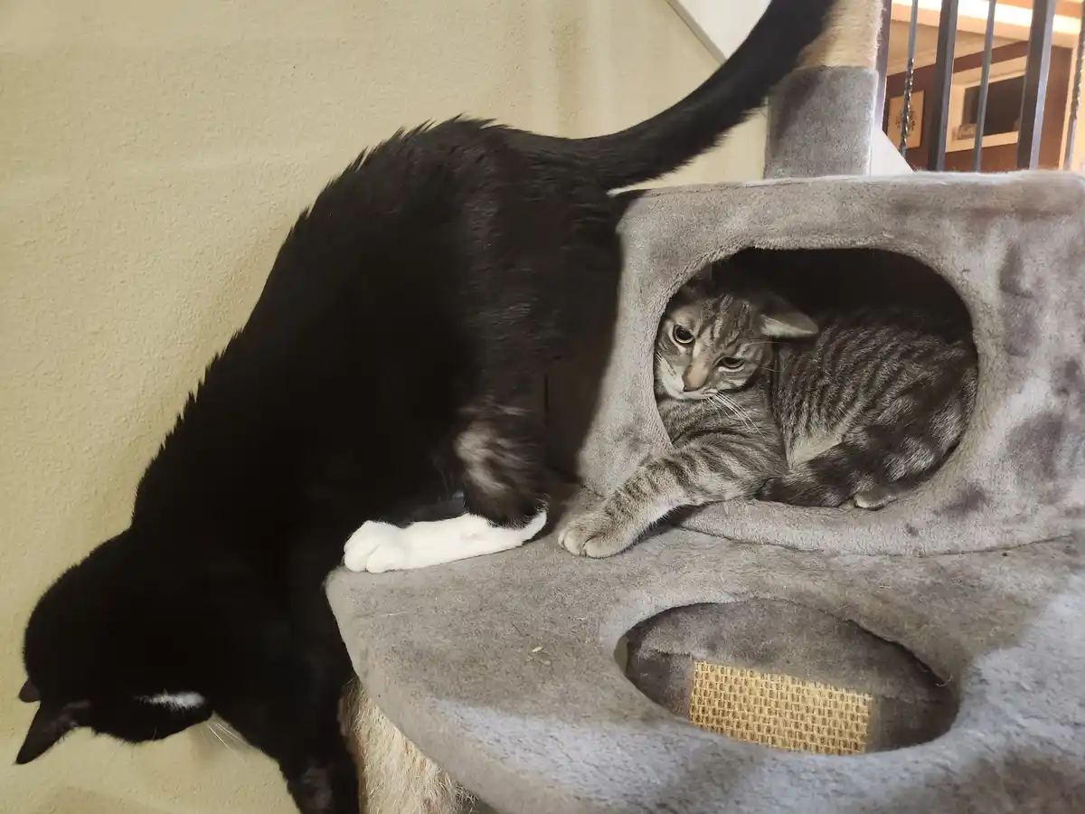 A black cat with a white paw is leaning into a grey cat tree, while a tabby cat inside the enclosed sleeping area stares out…