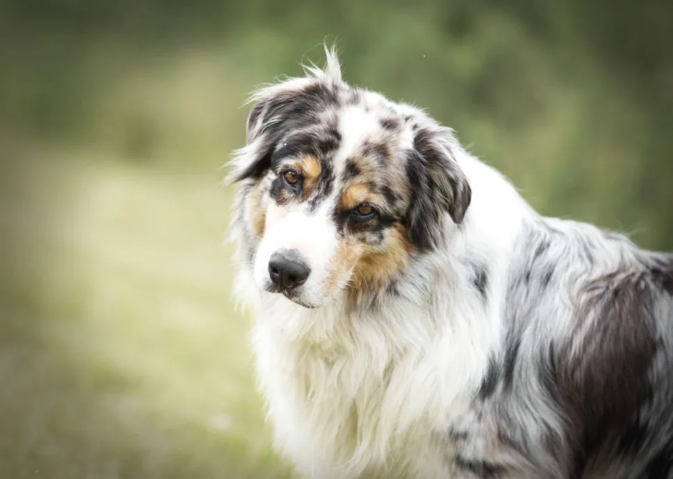 A close-up photo of a fluffy merle-patterned Australian Shepherd dog with a calm, slightly bored expression, looking off to…