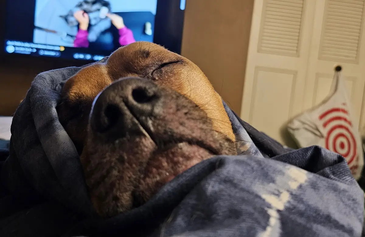 Emerson All Snuggled Up in My Cozy Blankets