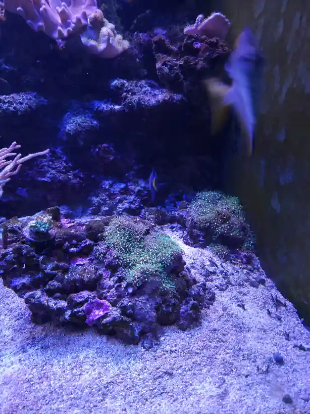 An underwater aquarium scene with colorful coral formations, rocks, and fish swimming in blue-lit water. A small fish is…
