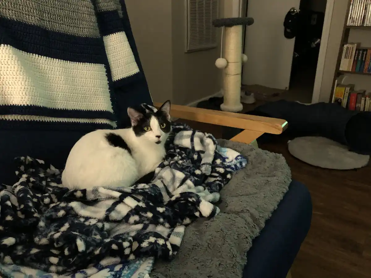 A black and white cat with yellow eyes sits alertly on a blue and white patterned blanket draped over a dark blue armchair…