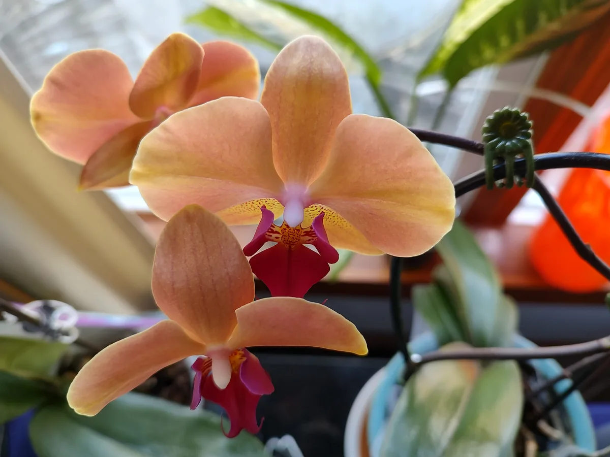 A close-up photo shows two peachy-orange orchid flowers with red centers, growing on a plant supported by black wires and…