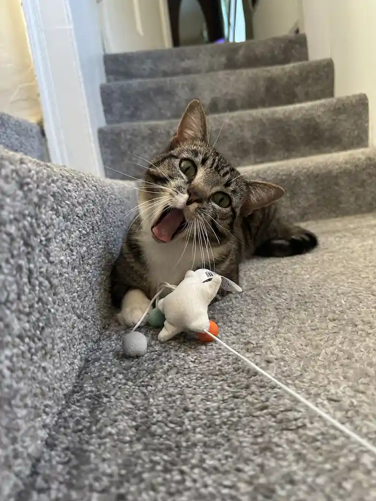 A tabby cat with green eyes sits on grey carpeted stairs, mouth wide open in a yawn or meow, staring directly at the camera…