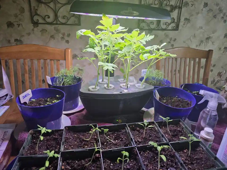 A hydroponic AeroGarden with thriving tomato seedlings under a grow light sits on a table surrounded by numerous other…