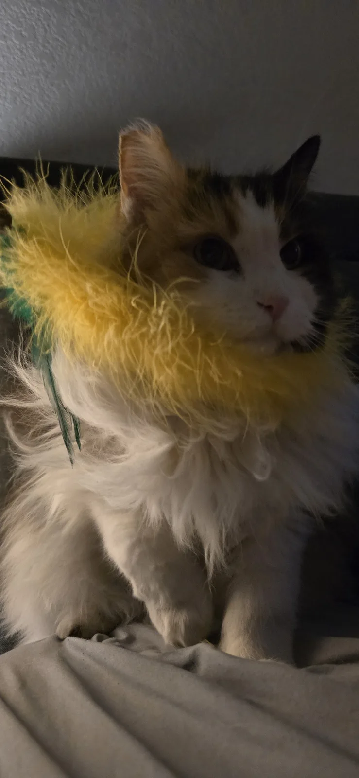 A fluffy calico cat with white, orange, and black fur sits on a bed wearing a bright yellow feather boa with green accents…