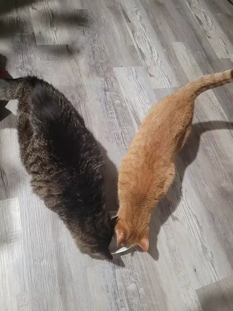Two cats, one dark tabby and one orange tabby, are seen from above sharing a single white bowl on a light gray…