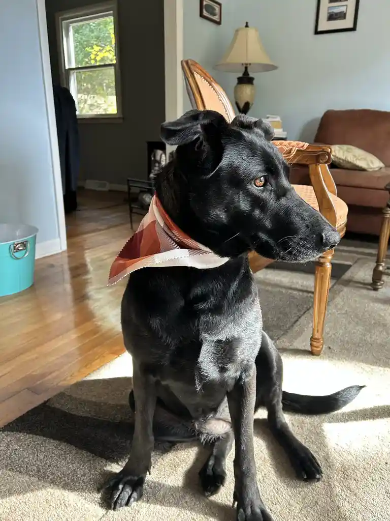 A black dog with amber eyes sits calmly on a carpeted floor in a sunlit room, wearing a red and white plaid bandana around…