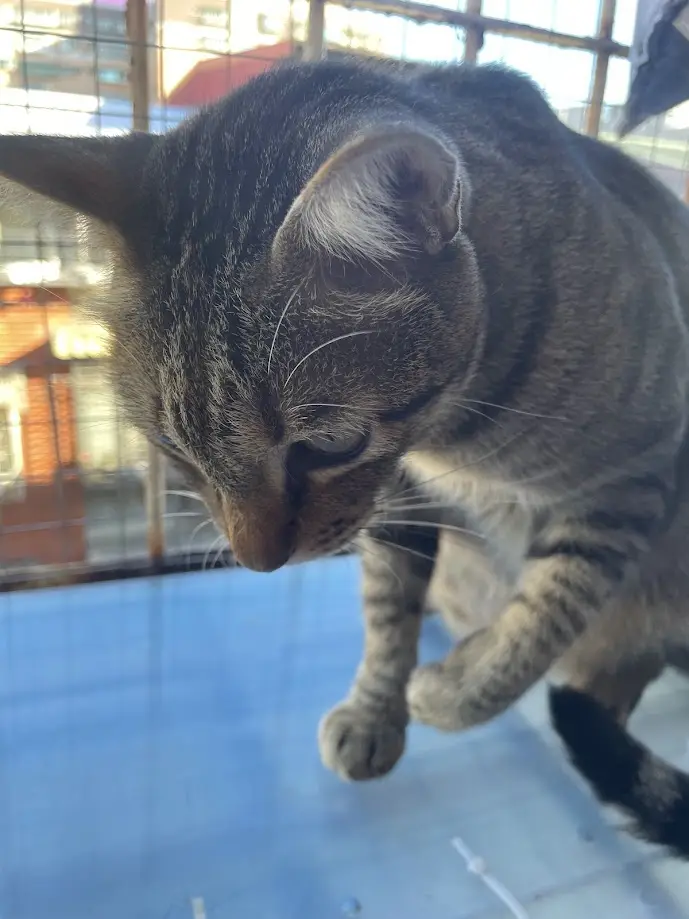 A close-up photo of a tabby cat inside a wire cage, looking down with half-closed eyes and a relaxed posture, as if ignoring…