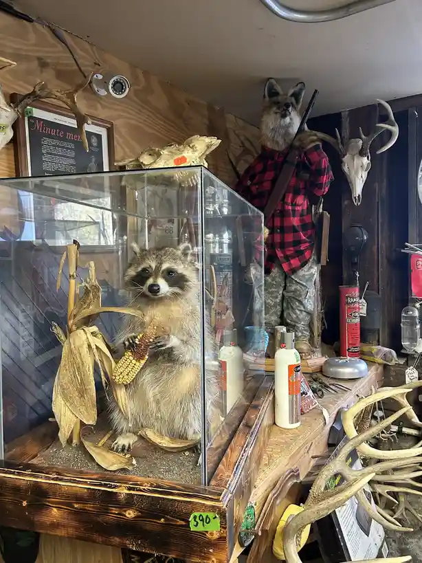 A taxidermied raccoon in a glass display case holding an ear of corn, with a taxidermied fox in a red plaid shirt and…