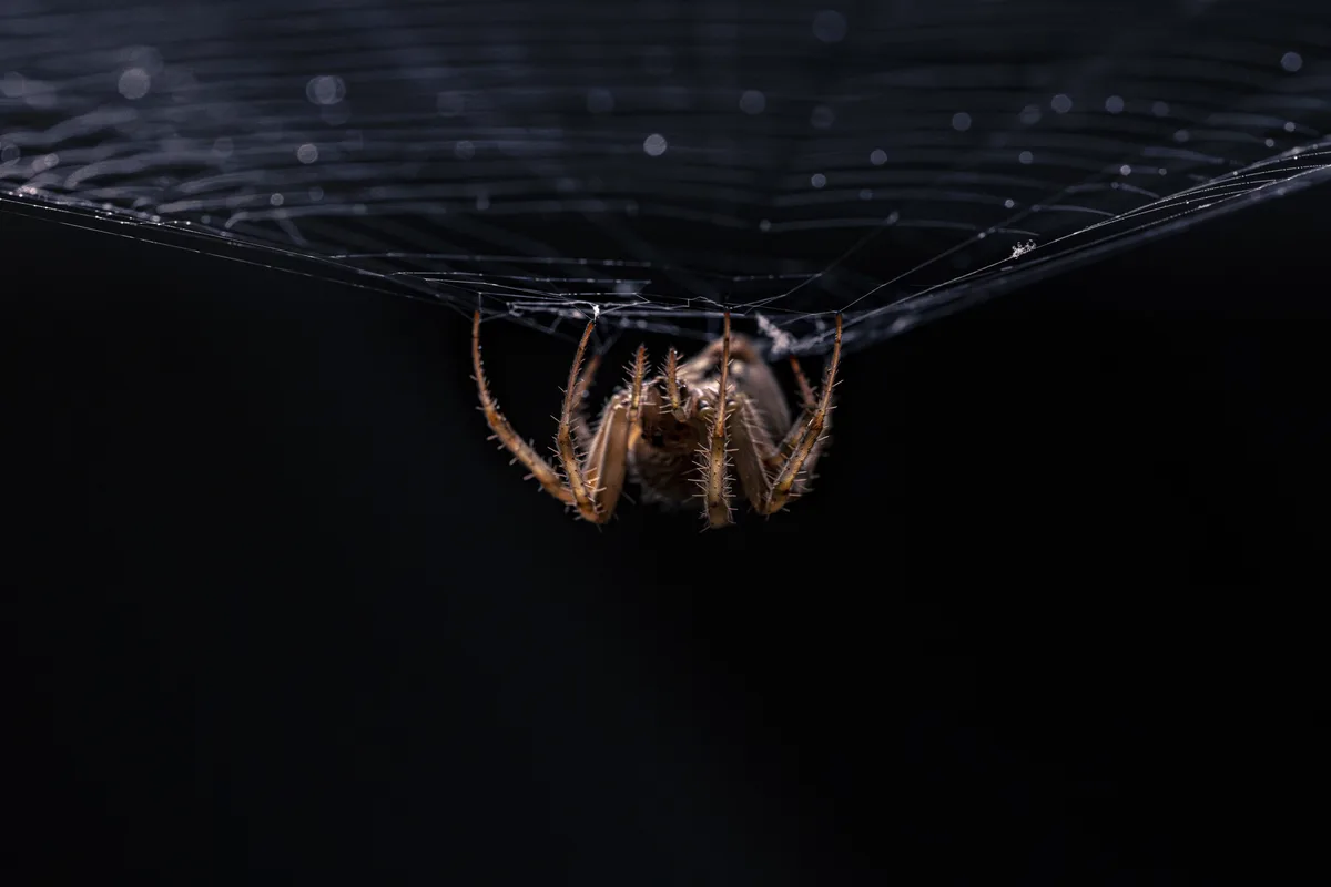 A close-up photograph shows a brown, hairy spider hanging upside down in the center of a delicate, dew-covered web against a…
