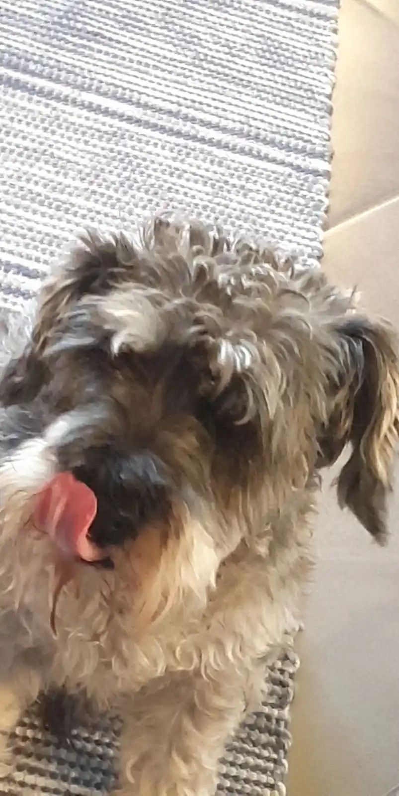A close-up photo of a shaggy, curly-haired dog with a mix of brown, black, and white fur, standing on a gray and white…