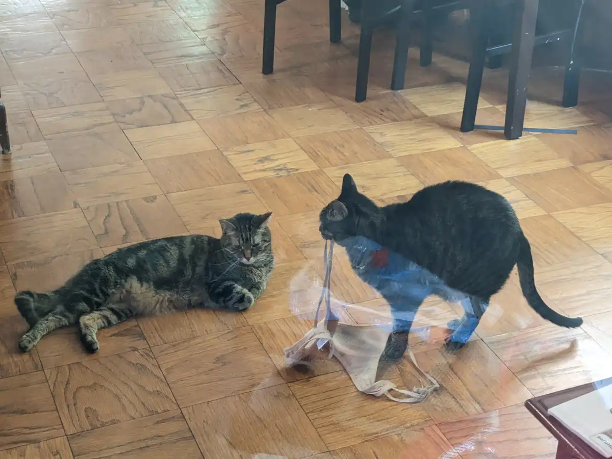Two cats are on a wooden floor; one black cat carries a white bra in its mouth while walking, and a tabby cat lies nearby…