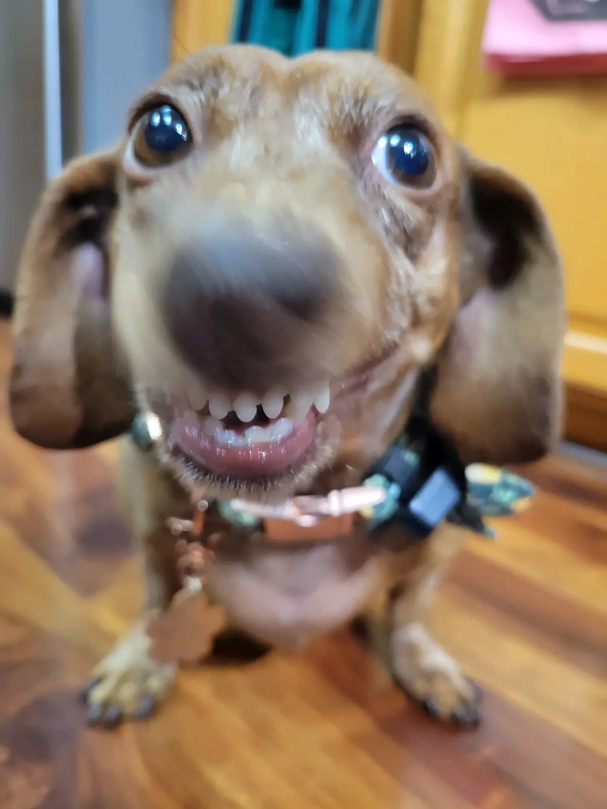 Meet my adorable pup, Tiger Lilly #713